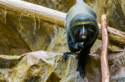 View of monkey on tree at zoo