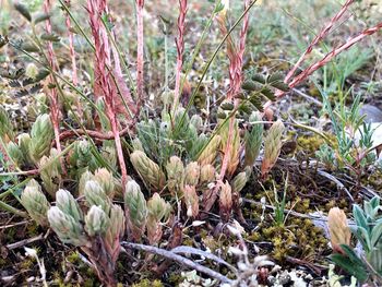 Close-up of plant growing on field