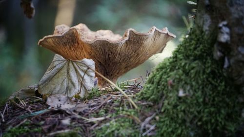 Close-up of mushrooms growing on tree