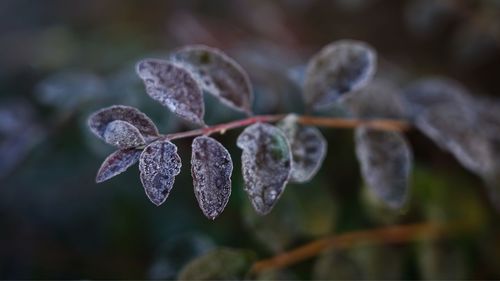 Close-up of frozen leaves on plant