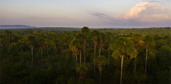 Scenic view of trees on field against sky