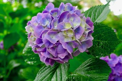 Close-up of purple flowering plant