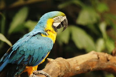 Close-up of parrot perching on branch