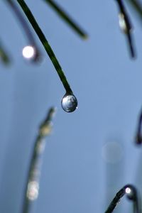 Close-up of water drops on leaf