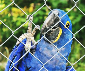 Close-up of blue parrot perching on branch