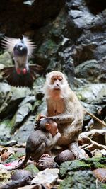 Monkey sitting on rock