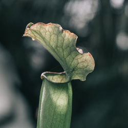 Close-up of green leaf on plant