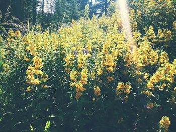 Yellow flowers growing on tree