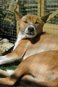 Portrait of tired dog resting in backyard