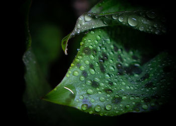 Close-up of raindrops on leaves