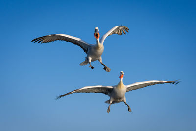 Low angle view of bird flying against clear blue sky