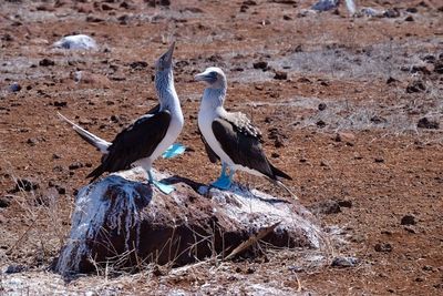 Blue-footed boobies perching on rock at field