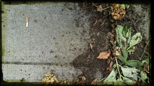 Close-up of leaves on ground