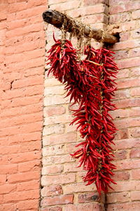 Close-up of plant growing on house wall