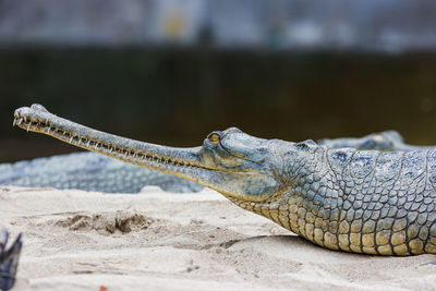 Close-up of gharial on sand