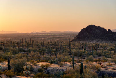 Scenic view of landscape against clear sky during sunset