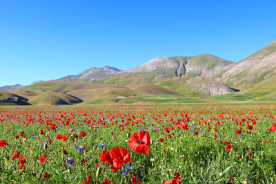 Scenic view of poppy field against clear blue sky