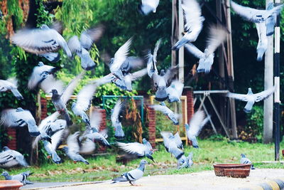 Pigeons flying over footpath