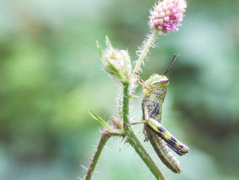 Close-up of insect on plant