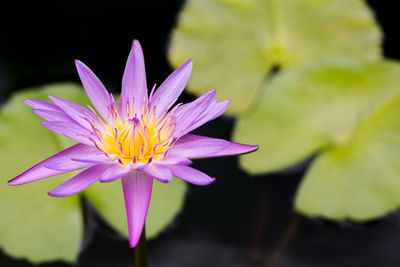 Close-up of pink water lily