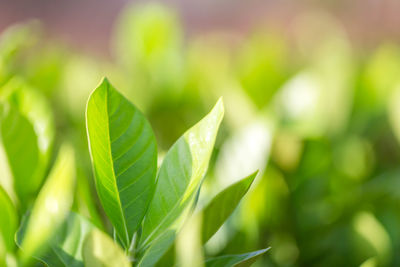 Nature view of green leaf on blurred greenery background in garden,green nature concept.