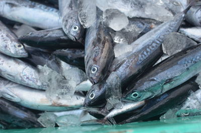 Close-up of dead fishes with ice in container at fish market