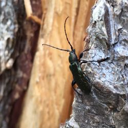 Close-up of insect on treebark