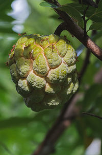 Close-up of fresh green leaf on tree