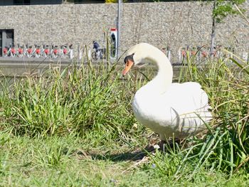 Swan on grass