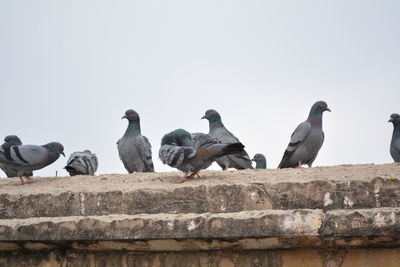 Birds perching on retaining wall against clear sky