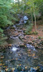 Stream flowing through forest