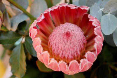 Close-up of pink rose flower