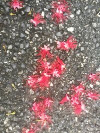 High angle view of pink flowering plant on road