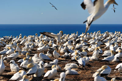 Seagulls flying over beach against sky