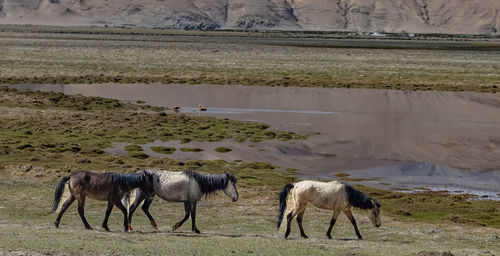 A habitat shot of wild horses in himalayan ladak region with beautiful landscape at the background 