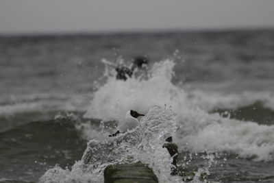 Rocks in sea