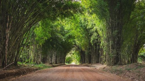 Road amidst trees in forest