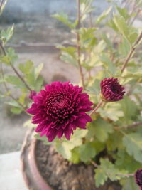 Close-up of pink flowers