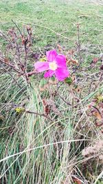 High angle view of pink flower on field