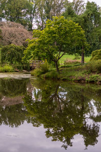 Reflection of trees in lake