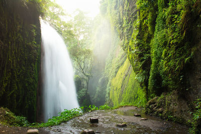 Blawan waterfall around kawa ijen crater, beautiful waterfall in the tropical jungle, indonesia