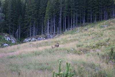 View of deer in forest