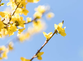 Close-up of yellow flowering plant against clear blue sky