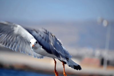 Close-up of bird flying against sky