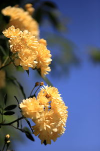 Close-up of yellow flowering plant