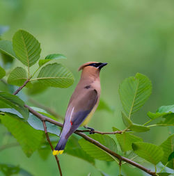 Low angle view of a cedar waxing perching on tree