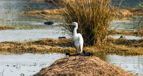 View of bird on lakeshore