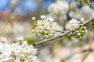 Close-up of cherry blossoms on tree