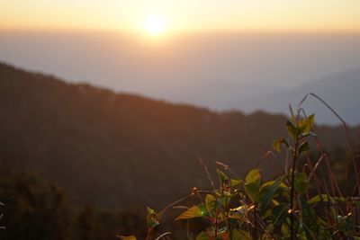 Close-up of plants against sky during sunset