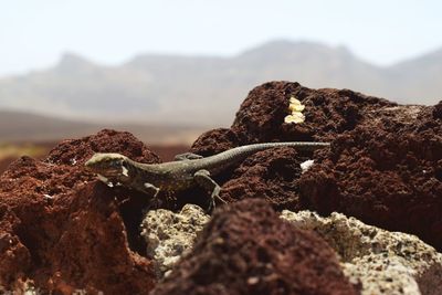 Lizard in the rocks